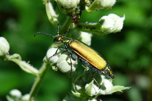 Lytta vesicatoria